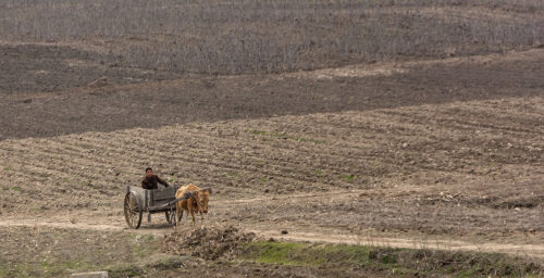 Belarus bans North Korean animal products