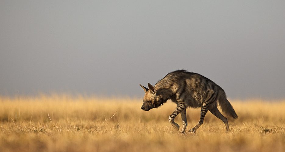 Where does North Korea buy its hyenas?