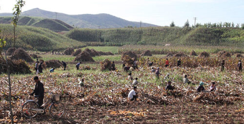 Food shortages in North Korea next year – experts