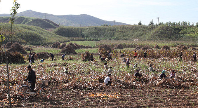 Food shortages in North Korea next year – experts