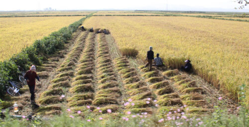 N. Korean journal calls for agriculture reforms – Yonhap