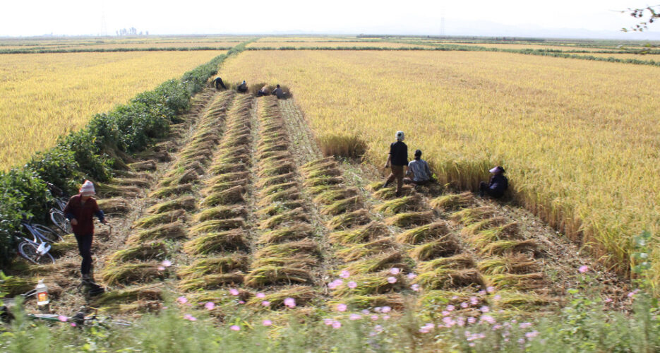 N. Korean journal calls for agriculture reforms – Yonhap