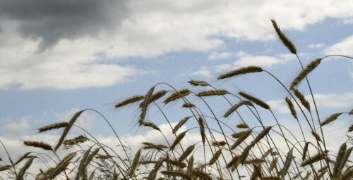 N. Korean cereal imports from China drop sharply in March