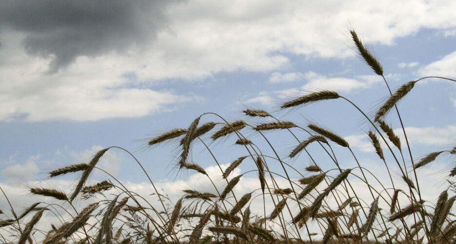 N. Korean cereal imports from China drop sharply in March