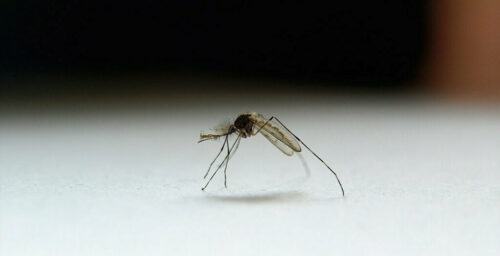 Malaria increase linked to loss of inter-Korean cooperation