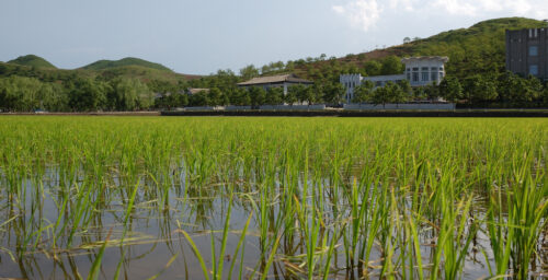 Green revolution? Sustainable development in North Korea