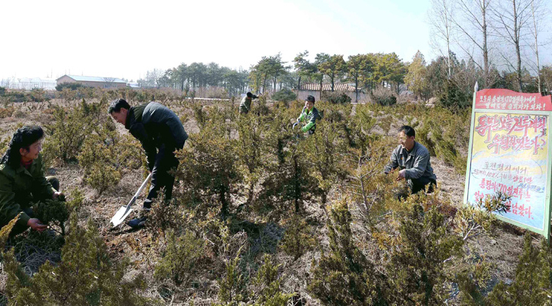 Exclusive: N. Korean warning threatens deforesters with execution