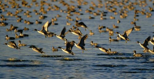 North Korea issues guidelines to prevent spread of bird flu