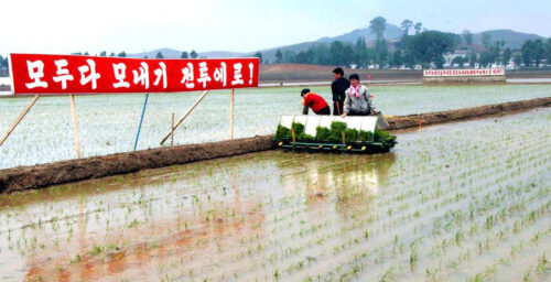 N. Korea calls for bumper “nuclear bomb” rice harvest in response to sanctions