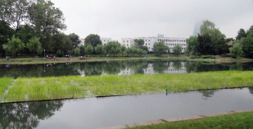 Floating rice plants and gardens proliferate in Pyongyang: photos