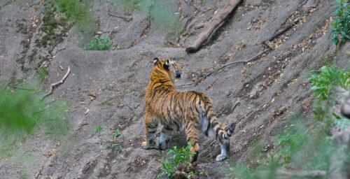 On the hunt for North Korea’s last Siberian tigers