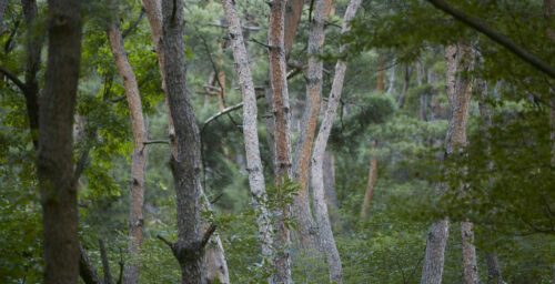 Two Koreas agree to joint action on forest cooperation, pest control