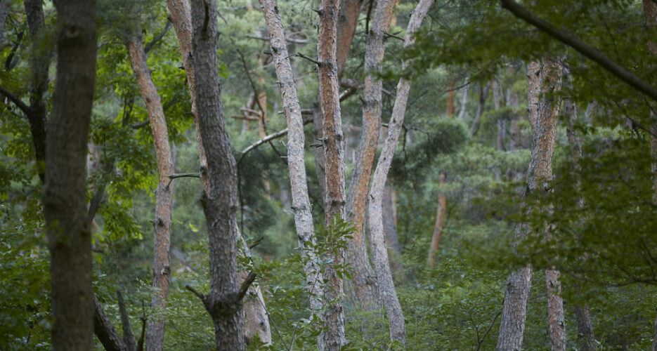 Two Koreas agree to joint action on forest cooperation, pest control