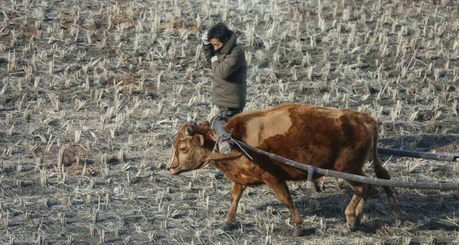 North Korean food production worst in over a decade, down 9% since 2017: UN