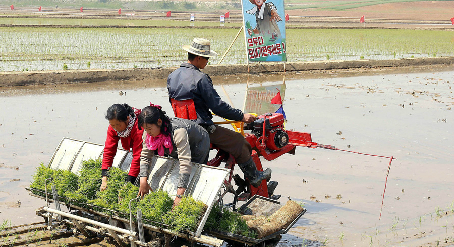 Food security remains ‘fragile’ in North Korea but data hard to come by: Report