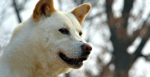 How North Korea’s Pungsan dog became a symbol of the country’s ‘proud spirit’