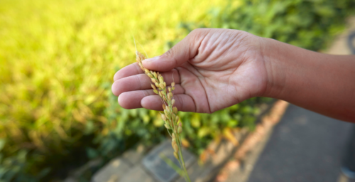 North Korea securing ‘every grain of rice’ amid apparent food shortage: NIS