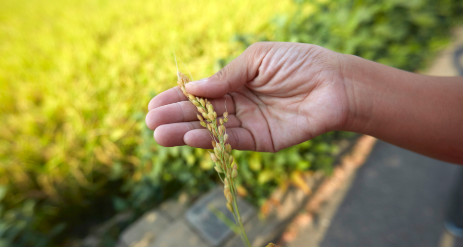 North Korea securing ‘every grain of rice’ amid apparent food shortage: NIS