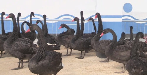 Black swan meat now on the menu in North Korea as food supply problems persist