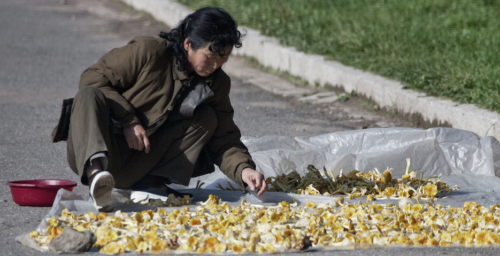 Plenum’s agriculture focus suggests dire food shortages in North Korea: Analysts