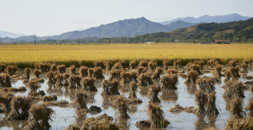 UN agency granted sanctions exemption to help improve ‘food security’ in DPRK