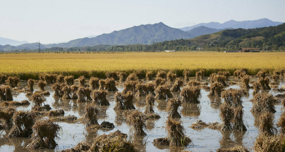 UN agency granted sanctions exemption to help improve ‘food security’ in DPRK