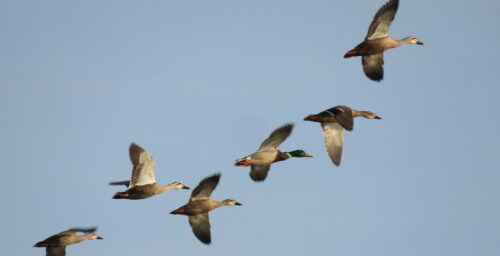 North Korea monitoring migratory birds to prevent COVID spread, state media says