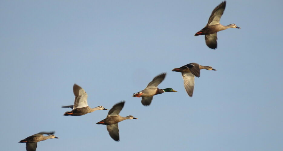 North Korea monitoring migratory birds to prevent COVID spread, state media says