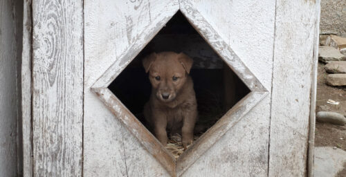 Why animal cruelty is commonplace in North Korean popular culture