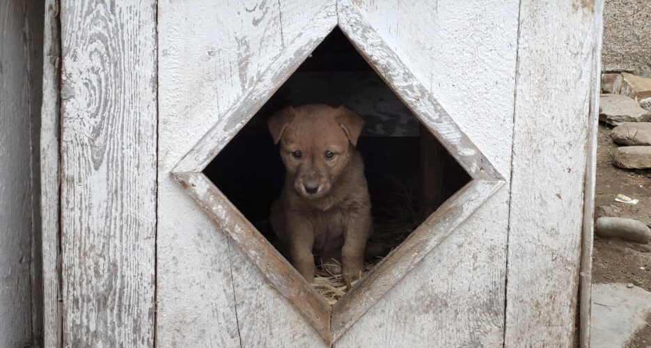 Why animal cruelty is commonplace in North Korean popular culture