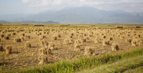 Italian firm wins UN sanctions exemption for DPRK food security project