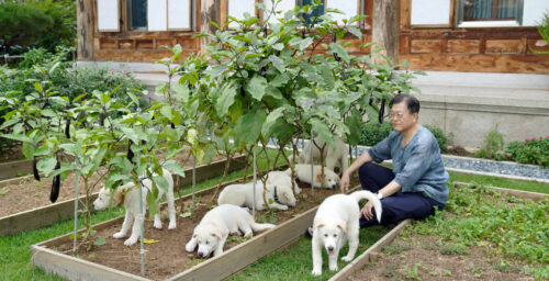 Canine symbols of inter-Korean peace at center of spat between ROK presidents