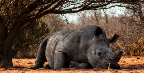 UN investigating claims of rampant North Korean wildlife trafficking in Africa