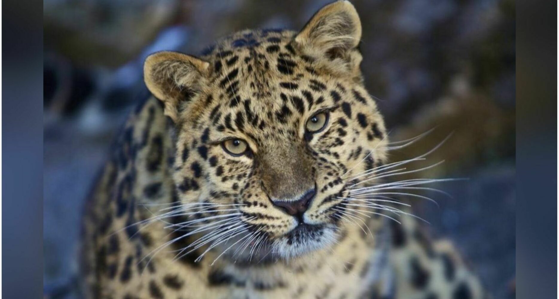 Russia and North Korea eye joint project to protect endangered Amur ...