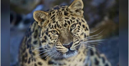 Russia and North Korea eye joint project to protect endangered Amur leopards