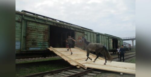 North Korea acquires 24 purebred Russian horses, first shipment in two years