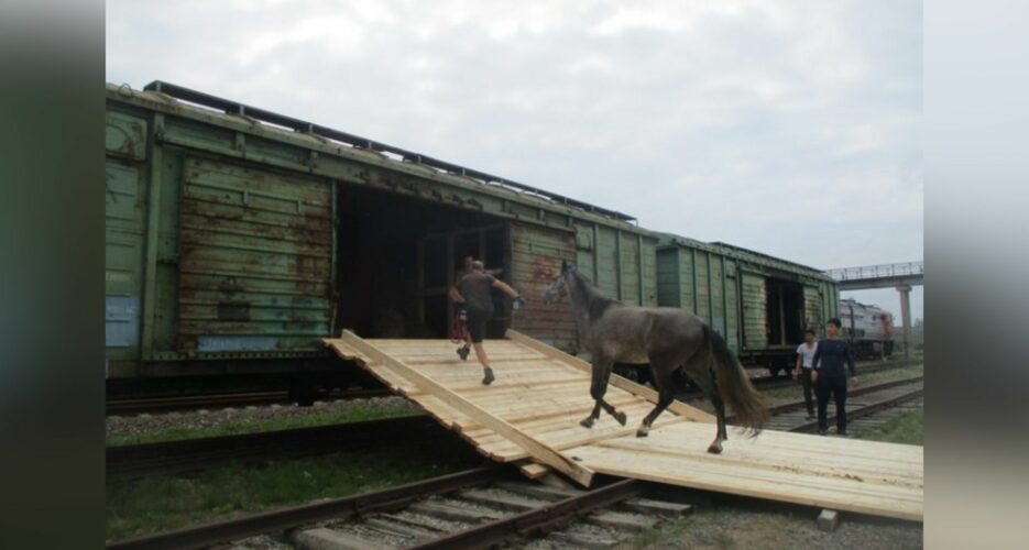 North Korea acquires 24 purebred Russian horses, first shipment in two years