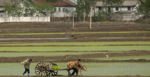 North Korean farmland suffered ‘minimal’ damage from floods, USDA finds