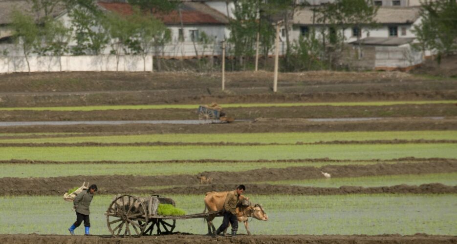 North Korean farmland suffered ‘minimal’ damage from floods, USDA finds