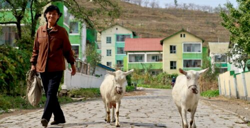 Russia sends 240 goats to North Korea in second shipment this month