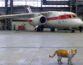 North Korean jet makes rare overnight flight to Shanghai, just third since COVID