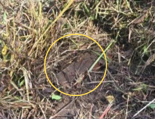 South Korean military finds North Korean land mine at site of DMZ blast