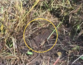 South Korean military finds North Korean land mine at site of DMZ blast