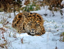 Russia, North Korea find signs of endangered leopards and tigers living in DPRK