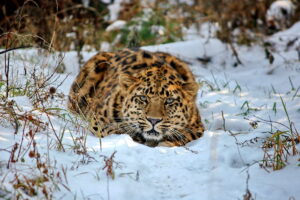 Russia, North Korea find signs of endangered leopards and tigers living in DPRK