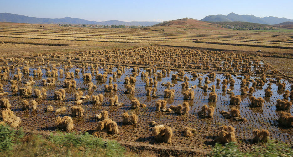 North Korea quadruples rice imports after flood