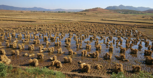 North Korean rice imports drop after September spike