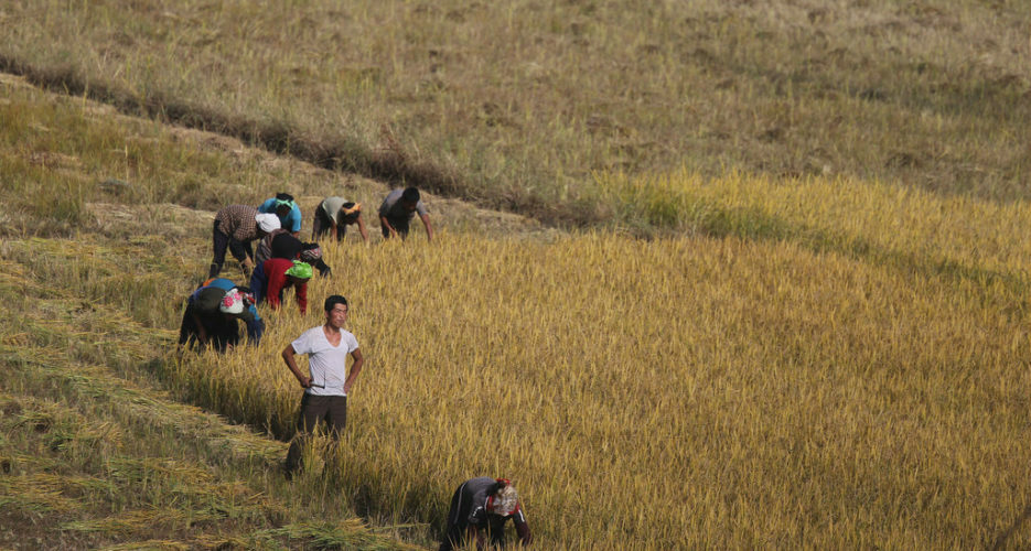 North Korean cereal imports from China remain high in August