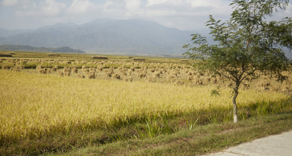 North Korean imports of Chinese cereals continue to fall in November