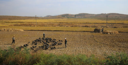 North Korean agricultural imports hit record high in January: data